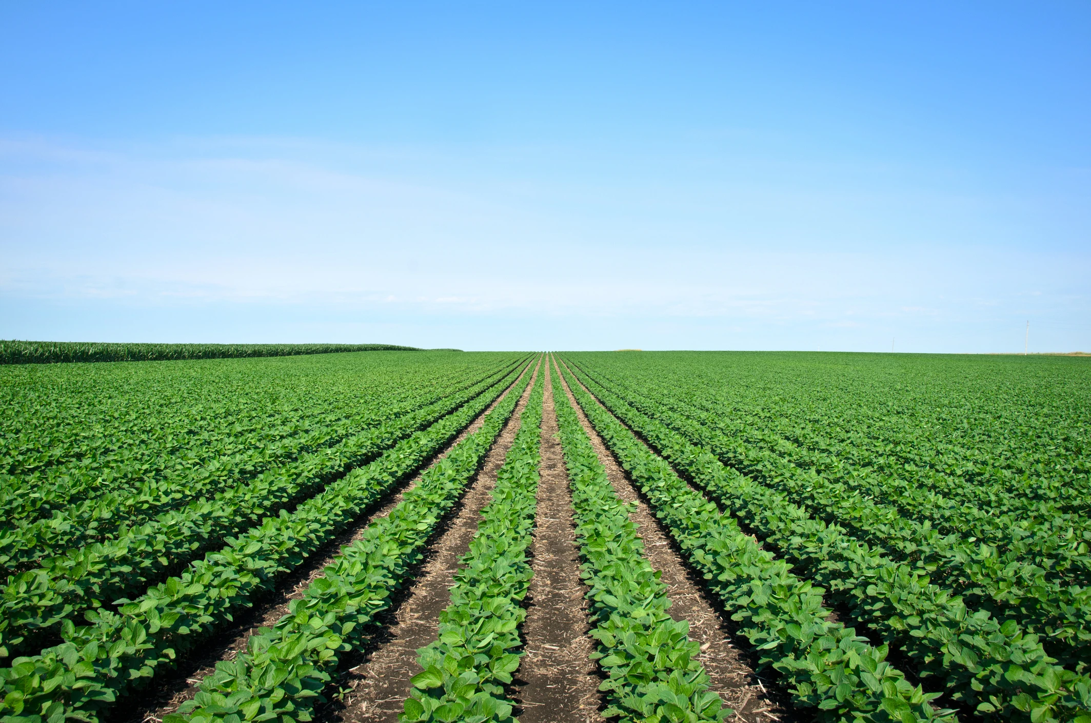 Agriculture